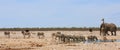 Panoramic image of a vibrant waterhole with giraffe, elephant, zebra and ostrich