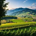 Wine country in the summer. Royalty Free Stock Photo