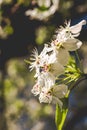 Spring Time White Blooms with Magenta Dots