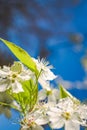 Spring Time White Blooms and Vibrant Blue Background