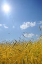 Landscape image of a wheat field