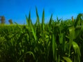 Landscape image of wheat grass with blue sky background Royalty Free Stock Photo