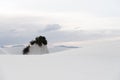 Landscape at White Sands National Monument in Alamogordo, New Mexico. Royalty Free Stock Photo