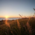 wild grasses on the sea coast at sunset.