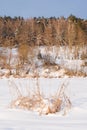image of winter meadow Royalty Free Stock Photo