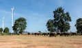 Herd of black buffalo walking down a country road, with background of wind turbines Royalty Free Stock Photo