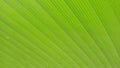 16:9 landscape images, leaf backgrounds, green leaves, for smartphones.