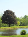 This landscape includes a pond, tree, and a bush.