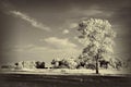 landscape with infrared tree Royalty Free Stock Photo