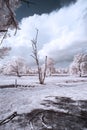 Landscape in infrared, trees in white with branches on the ground, under dark blue and white clouds