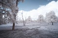 Landscape in infrared, trees in white with branches on the ground under white clouds