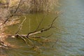 Ingulets river at springtime, fragment of the fallen tree Royalty Free Stock Photo