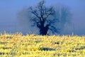 Landscape inthe fog yellow blue Royalty Free Stock Photo