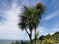Landscape Irish Coast Dublin Palm Trees