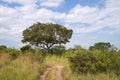 Landscape, Ishasha, Uganda