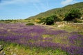 Landscape of the island of Asinara, near Campo Perdu