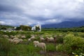 Crete. A flock of sheep grazing in a meadow. Royalty Free Stock Photo