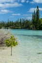 Landscape of isle of pines, new caledonia Royalty Free Stock Photo