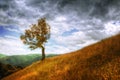 Landscape - isolated tree and autumn grass