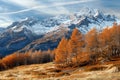 Landscape of the Italian Alps in autumn with brown larch trees and snowcapped mountains,