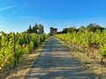 landscape of italian vineyards in summer season