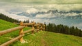 Landscape Italy, Dolomites - the pine forest tour
