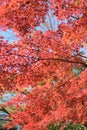 Landscape Japanese Autumn Maple leaves