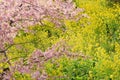 Landscape of Japanese Spring With pink Cherry Blossoms Royalty Free Stock Photo