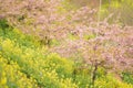 Landscape of Japanese Spring With pink Cherry Blossoms Royalty Free Stock Photo