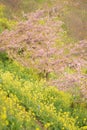 Landscape of Japanese Spring With pink Cherry Blossoms Royalty Free Stock Photo