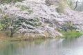 Landscape of Japanese White Cherry Blossoms around Pond waters