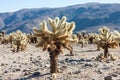 Landscape with Joshua Trees in Joshua Tree National Park, California, USA