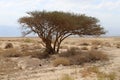 Landscape in the Judean desert on the shores of the Dead Sea in Israel Royalty Free Stock Photo