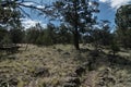 Landscape of Juniper toPinon campground hiking trail, Quemado Lake, N.M