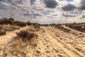 Landscape of Kalmthoutse Heide