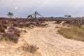 Landscape of Kalmthoutse Heide