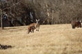 Landscape with kangaroos on a sunny day at the Kansas City zoo Royalty Free Stock Photo