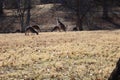 Landscape with kangaroos on a sunny day at the Kansas City zoo Royalty Free Stock Photo