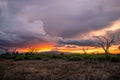 Landscape in Kenya Africa at sunset. view of the savannah Royalty Free Stock Photo