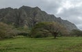 Landscape with Koa tree and mountain cliffs near Kualoa Ranch, Oahu, Hawaii, USA Royalty Free Stock Photo