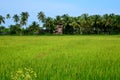 Landscape in Konkan