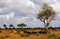 Landscape. Kruger National park. South Africa.