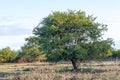 Landscape Kruger Park in South Africa