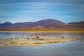 Landscape of a lagoon with wild Flamingos in Eduardo Avaroa National Park, Bolivia Royalty Free Stock Photo