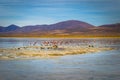 Landscape of a lagoon with wild Flamingos in Eduardo Avaroa National Park, Bolivia Royalty Free Stock Photo