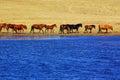 Landscape of lake and horses