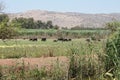 Landscape of Lake Hula Nature Reserve, Israel Royalty Free Stock Photo