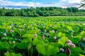 Landscape, lake with lotuses, lotuses closed before night