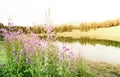 Landscape with lake and pink flowers and mountain in natural background, Europe. Beauty world, Vintage tone style Royalty Free Stock Photo