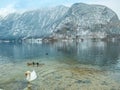 Landscape lake Swan, duck bird Hallstatt in Austria winter season snow Mountain.